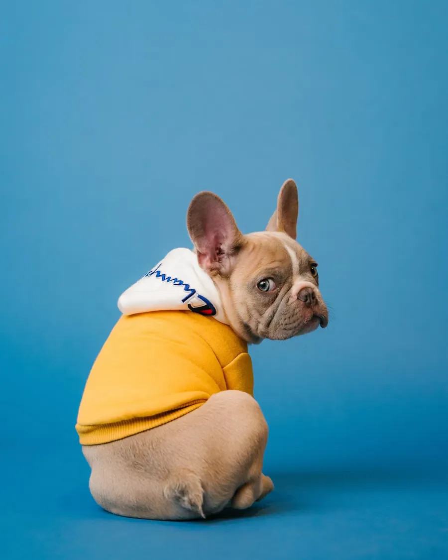 French bulldog in a yellow sweater