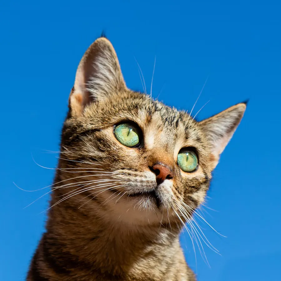 Cat looking at the camera