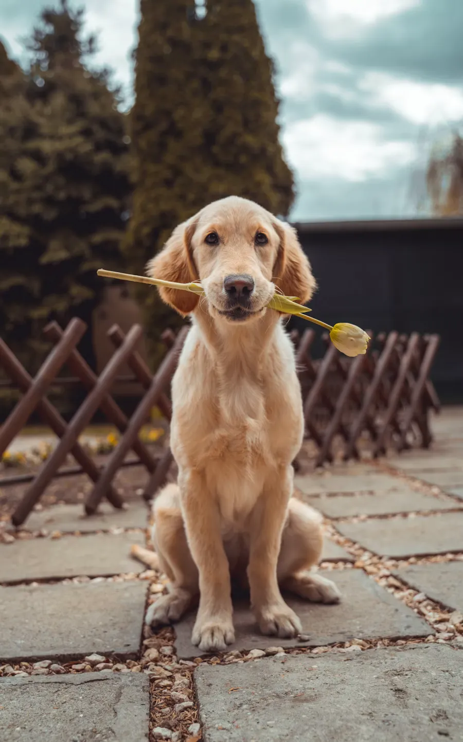 Happy golden retriever outdoors