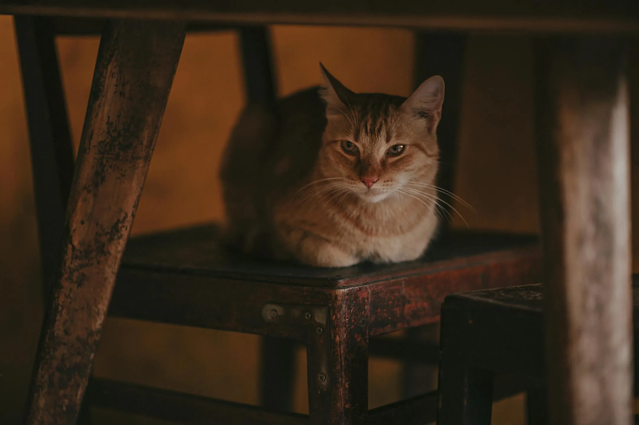 image of cat